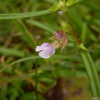 Impatiens oppositifolia L.